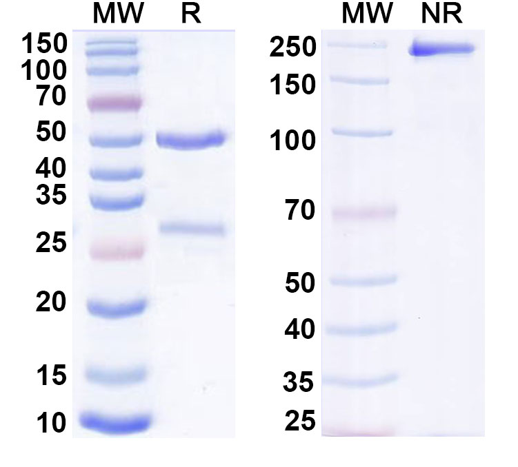 SDS-PAGE for Anti-Human MICA Antibody (1D5)
