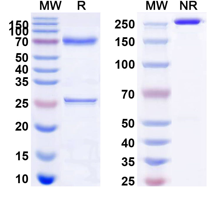 SDS-PAGE for Anti-Human MUC16/CA125 Antibody (3D5)