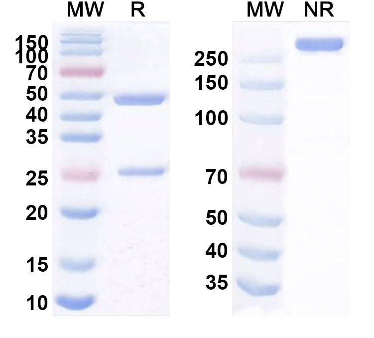SDS-PAGE for Anti-Human NCR3LG1/B7-H6 Antibody (SAA2025)