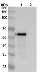 Western blot for Anti-Human PODXL Antibody (Mab47)
