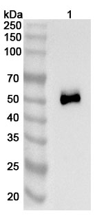 Western blot for Anti-Human TSHR/LGR3 Antibody (K1-70)