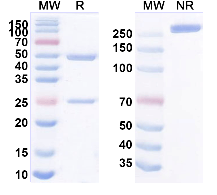 SDS-PAGE for Anti-Human VIPR1/VPAC1 Antibody (23A11)