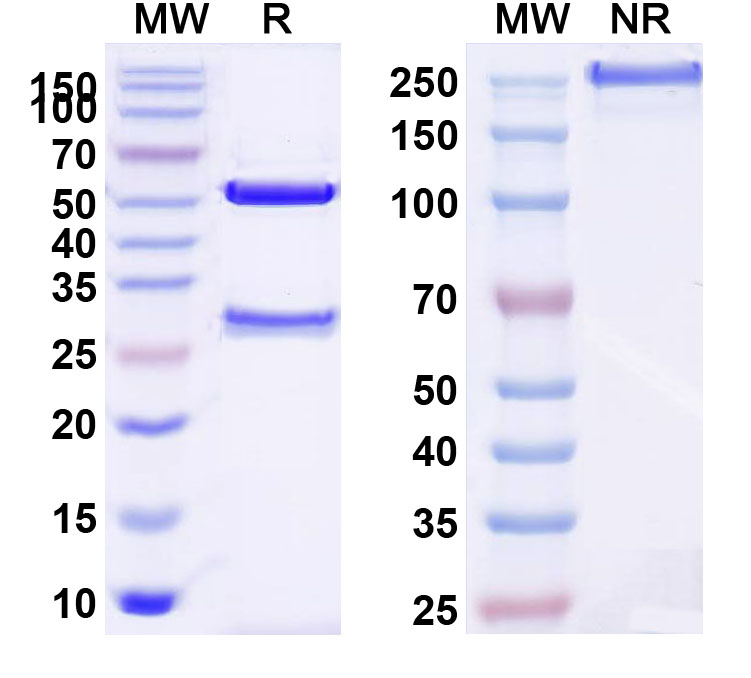 SDS-PAGE for Anti-Human VSIR/VISTA Antibody (SAA0172)