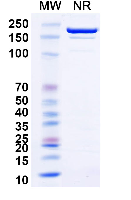 SDS-PAGE for Anti-Mouse CD100/SEMA4D Antibody (SAA0332)