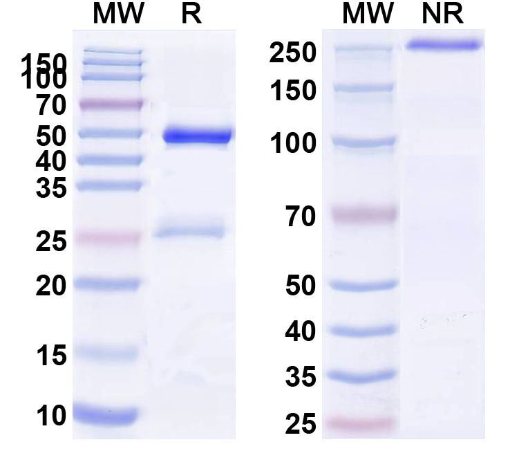 SDS-PAGE for Anti-Mouse CD25/IL2RA Antibody (PC61/PC61.5.3)