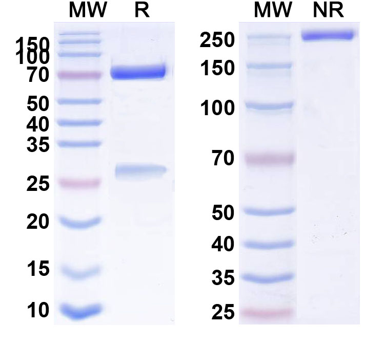 SDS-PAGE for Anti-Mouse CD26/DPP4 Antibody (K9/9)