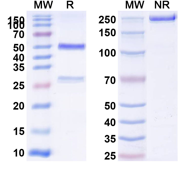SDS-PAGE for Anti-Mouse CD51/ITGAV & ITGB6 Antibody (6.2B10)