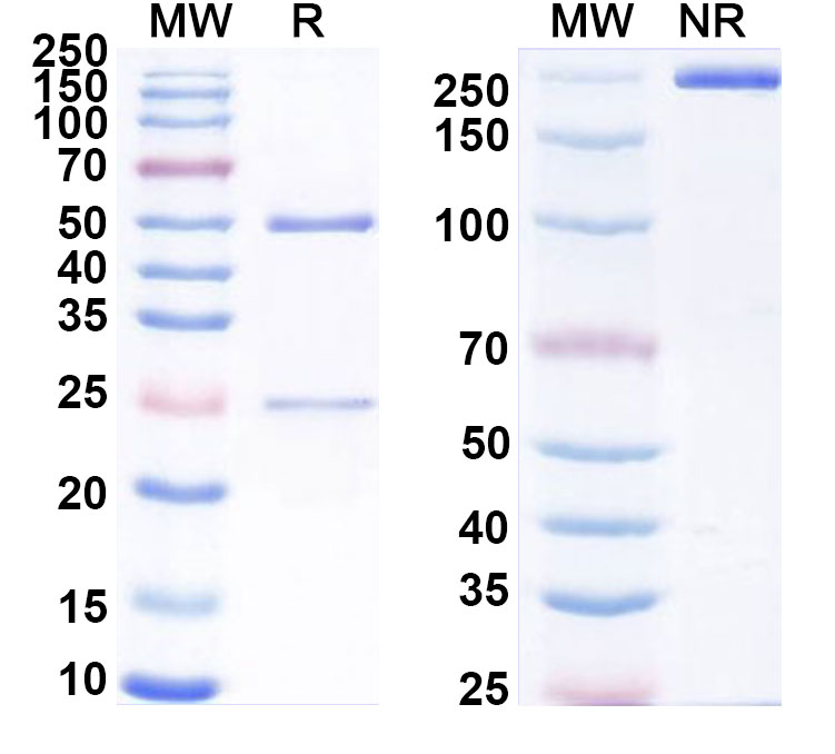 SDS-PAGE for Anti-Mouse CD96 Antibody (SAA0311)