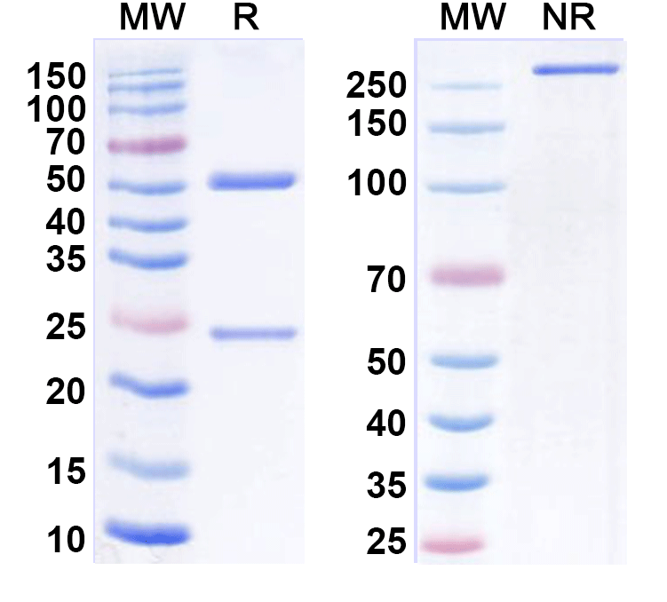 SDS-PAGE for Anti-Mouse Ly6g/Ly-6G.1 Antibody (1A8)