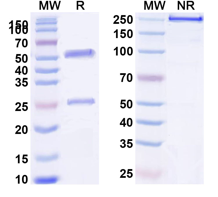 SDS-PAGE for Rat IgG2a, kappa Isotype Control Antibody (ES26-15B7.3)