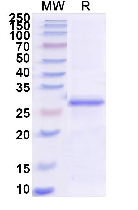 SDS-PAGE for BVDV E(rns)/gp44/48 Recombinant Protein (N-His)