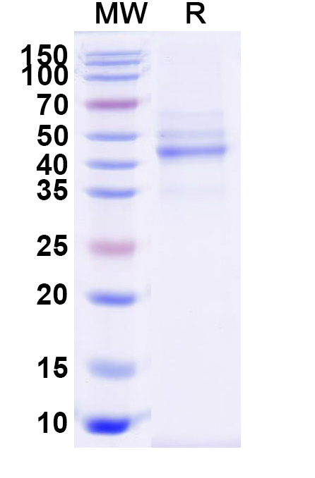 SDS-PAGE for Canine CD278/ICOS Recombinant Protein (C-dFc)