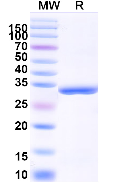 SDS-PAGE for Recombinant Human CD254/RANKL/TNFSF11 Protein, N-His