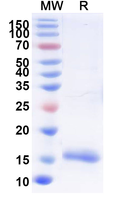 SDS-PAGE for Human GDF11/BMP11 Recombinant Protein (N-His)