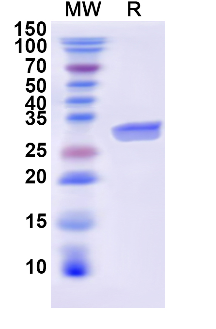 SDS-PAGE for Human GRP Recombinant Protein (N-His-KSI)