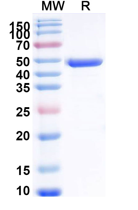SDS-PAGE for Human KRAS/K-Ras 2 (G12D) Recombinant Protein (N-GST)