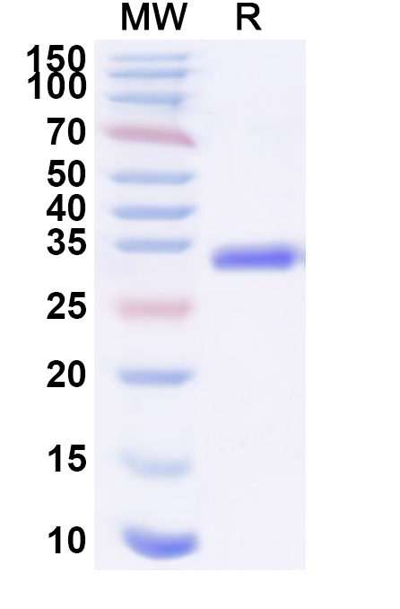 SDS-PAGE for Staphylococcus phage entA/SEA Recombinant Protein (C-His)