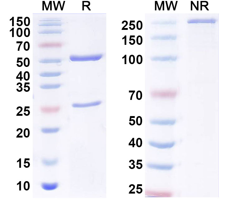 SDS-PAGE for Anti-4R-HNE/4-HNE Antibody (R310)