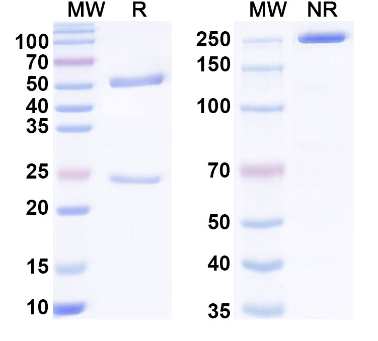SDS-PAGE for Anti-6, 4DNA/6-4PPs Antibody (9c3)