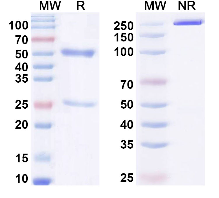 SDS-PAGE for Anti-6, 4DNA/6-4PPs Antibody (H43–L4)