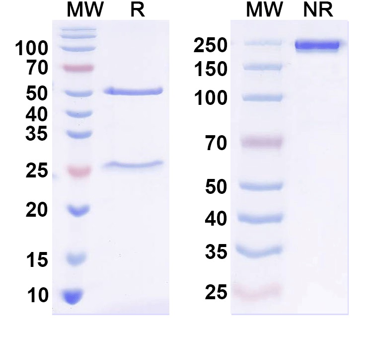 SDS-PAGE for Anti-ASIC1 Antibody (N271/24)