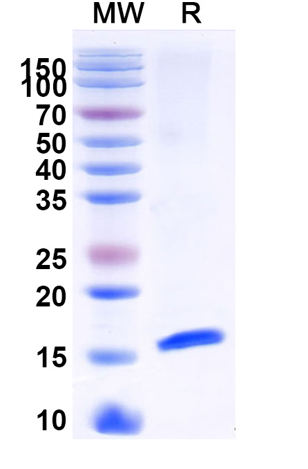 SDS-PAGE for Anti-Alternaria species Tenuazonic acid Nanobody (3B8)