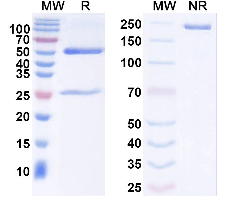 SDS-PAGE for Anti-Ankyrin-G Antibody (N106/65)