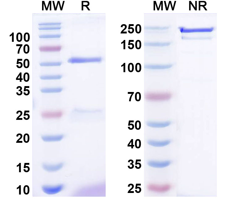 SDS-PAGE for Anti-Ankyrin-R/G Antibody (N388A/27)