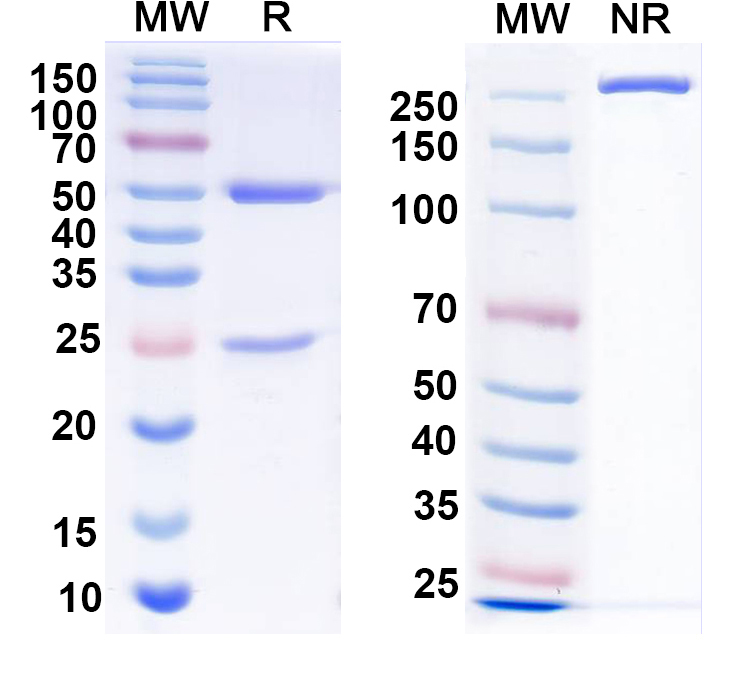 SDS-PAGE for Anti-BAF53a Antibody (N336B/83)