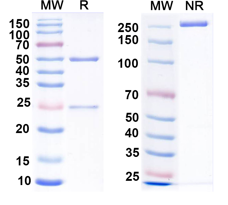 SDS-PAGE for Anti-BDNF Antibody (N450/79)