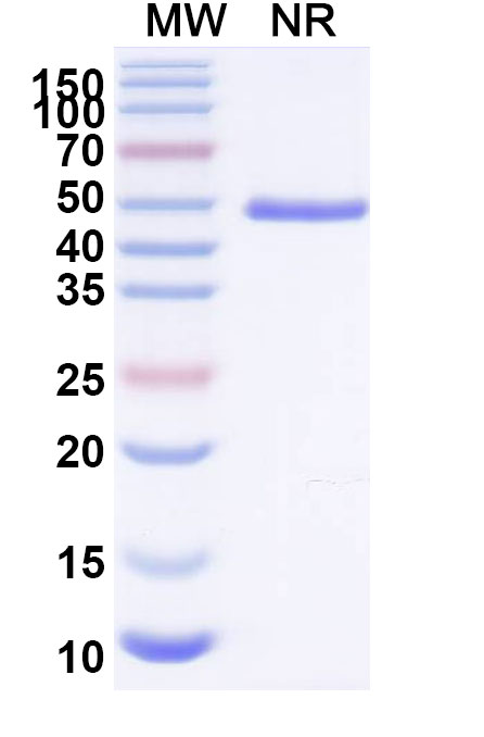 SDS-PAGE for Anti-BVDV Envelope glycoprotein E2 Antibody (SAA2088)