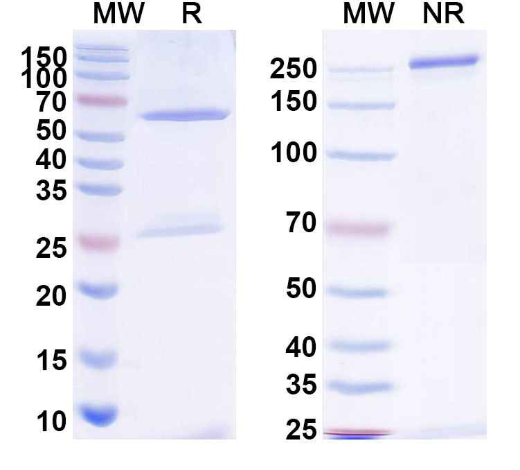 SDS-PAGE for Anti-Bacillus anthracis PAD2 Antibody (F20G75)
