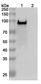 Western blot for Anti-Bacillus anthracis PA/pagA/PA-83 Antibody (SAA1376)