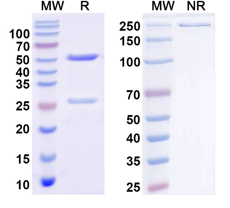 SDS-PAGE for Anti-Bacillus anthracis PA/pagA/PA-83 Antibody (SAA1376)
