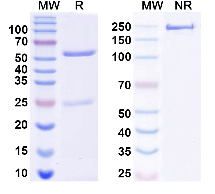 SDS-PAGE for Anti-Bet v 1/Allergen Bet v I-A Antibody (H3-1)