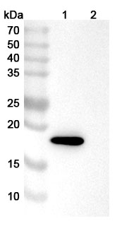 Western blot for Anti-Bet v 1/Allergen Bet v I-A Antibody (H3-1)
