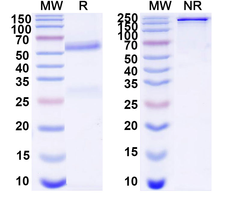 SDS-PAGE for Anti-Bovine Serum Albumin/BSA Antibody (SAA1406)
