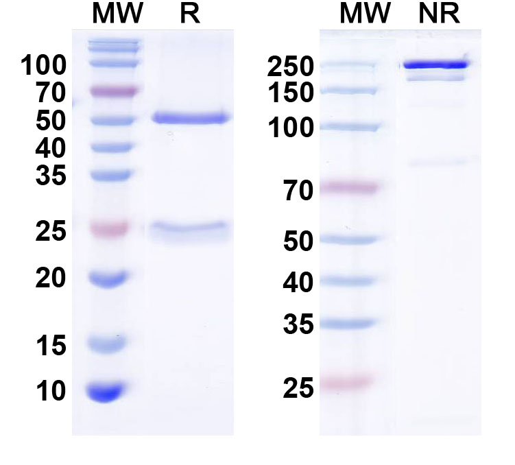 SDS-PAGE for Anti-Bral1 Antibody (N364/42)
