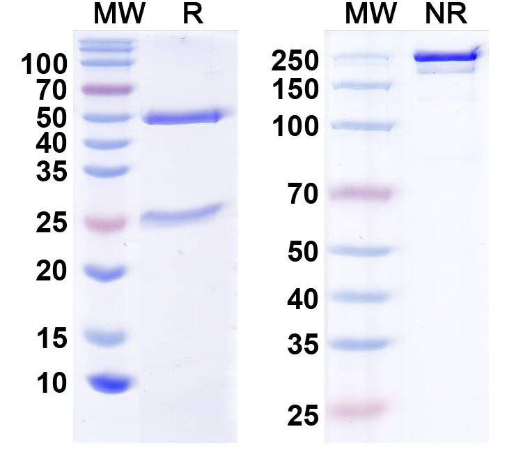 SDS-PAGE for Anti-CELF4/BRUNOL4 Antibody (N446/36)