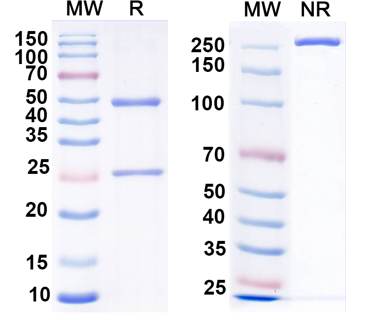 SDS-PAGE for Anti-CXCR2 Antibody (N146/19)