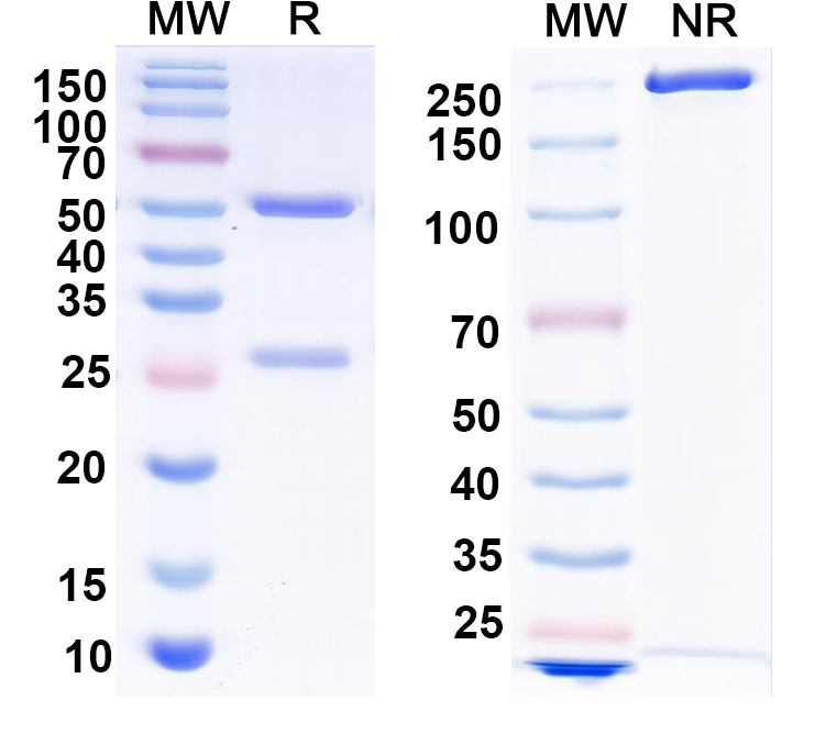 SDS-PAGE for Anti-Clcn5 Antibody (N237/8)