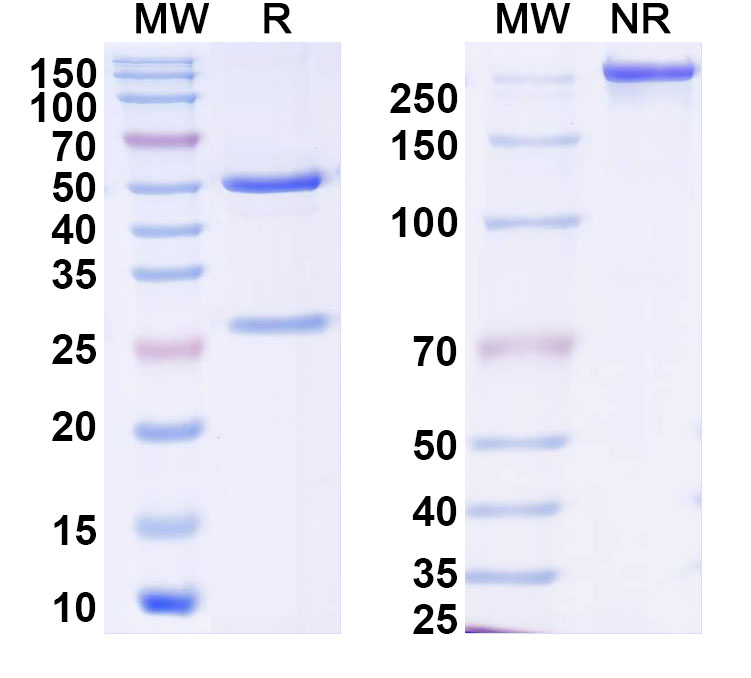 SDS-PAGE for Anti-DENV-1/2 NS1 Antibody (2B7)