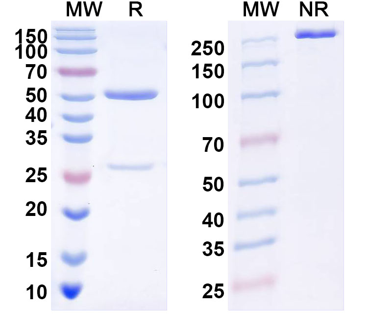 SDS-PAGE for Anti-DENV-1 Envelope protein E Antibody (50-11E)