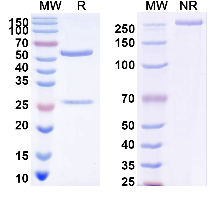 SDS-PAGE for Anti-DENV-4 Envelope protein E/EDI domain Antibody (5H2)