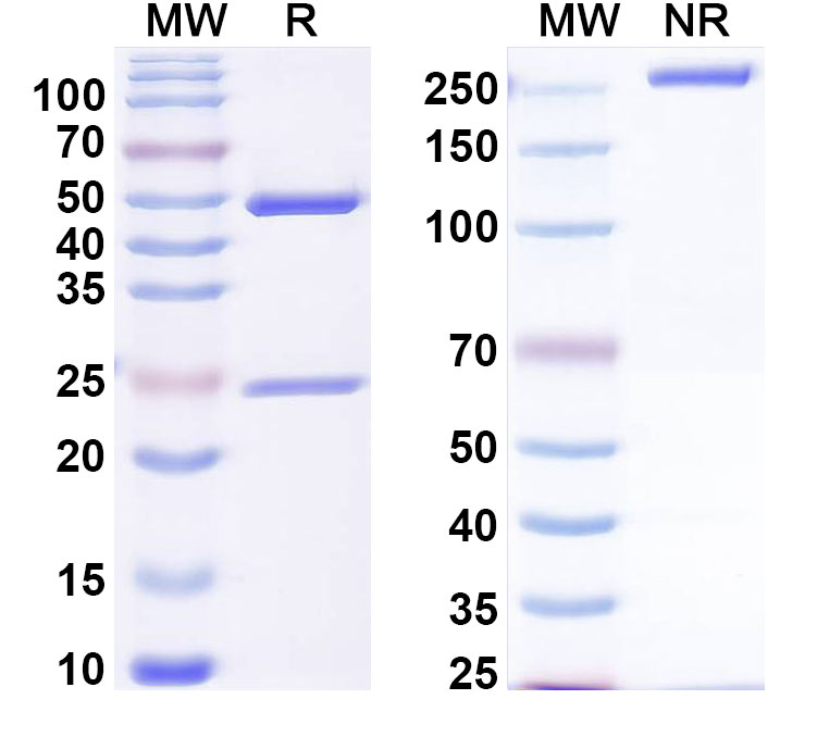 SDS-PAGE for Anti-DERP2 Antibody (SAA0625)