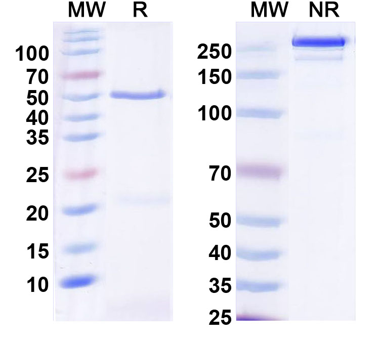 SDS-PAGE for Anti-DNAH1 Antibody (N251/14)