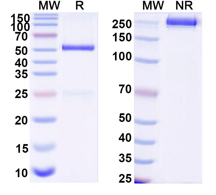 SDS-PAGE for Anti-DNA Antibody (111.185)