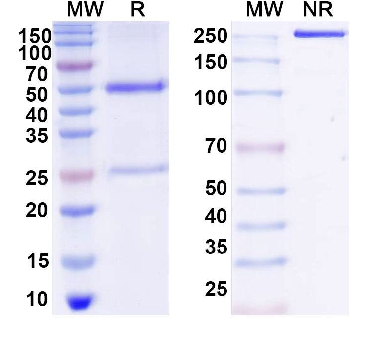 SDS-PAGE for Anti-DNA Antibody (13)