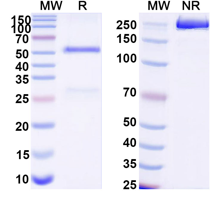 SDS-PAGE for Anti-DNA Antibody (163.72)