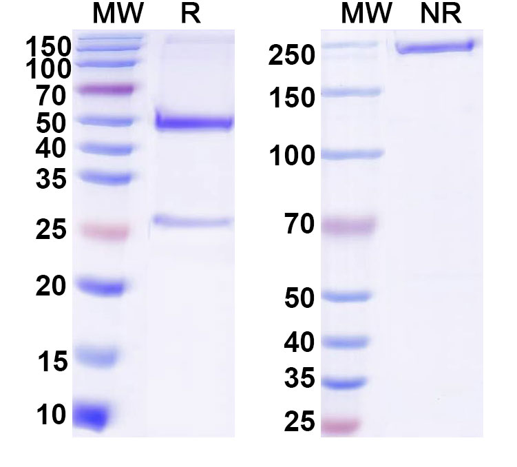 SDS-PAGE for Anti-DNA Antibody (19.E7#)